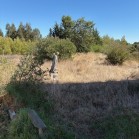 Herdade de Almada : Moradia Unifamiliar, com anexo e logradouro com piscina | Terreno rústico c/ moradia edificada ( construção não legalizada) - FOROS DE CHARNECA - BENAVENTE 