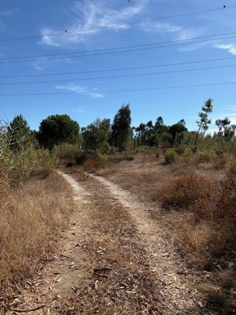 Herdade de Almada : Moradia Unifamiliar, com anexo e logradouro com piscina | Terreno rústico c/ moradia edificada ( construção não legalizada) - FOROS DE CHARNECA - BENAVENTE 